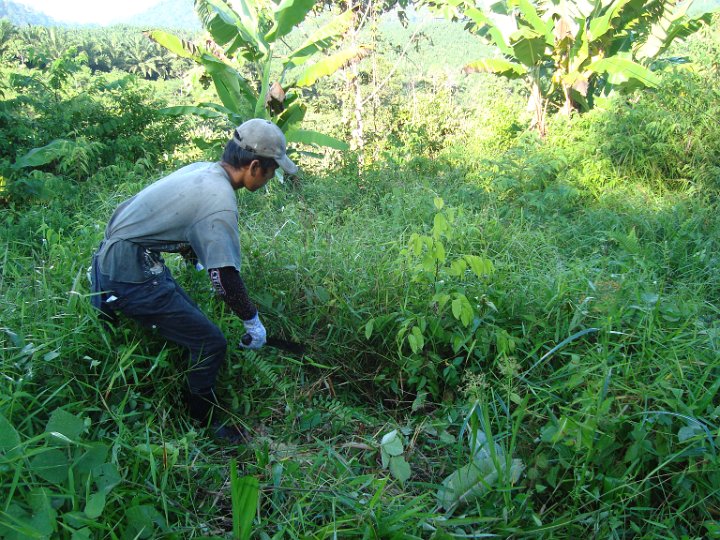 Maintenance of planted seedlings (4).JPG